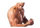 Так ли эффективны базовые упражнения или влияние гормонов на рост мышц